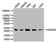 Western Blot Positive WB detected in: A549 whole cell lysate(20 µg), HepG2 whole cell lysate(20 µg), Hela whole cell lysate(20 µg), 293 whole cell lysate (20 µg), U251 whole cell lysate (20 µg) All lanes: GSTM3 antibody at 1:1000 Secondary Goat po...