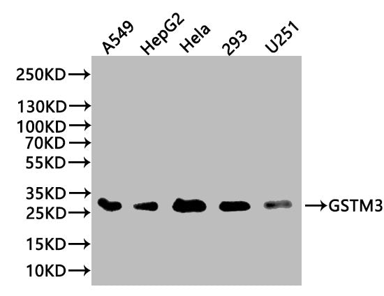 Western Blot Positive WB detected in: A549 whole cell lysate(20 µg), HepG2 whole cell lysate(20 µg), Hela whole cell lysate(20 µg), 293 whole cell lysate (20 µg), U251 whole cell lysate (20 µg) All lanes: GSTM3 antibody at 1:1000 Secondary Goat po...