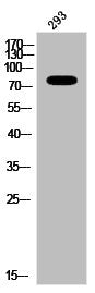 Western Blot analysis of 293 cells using Phospho-Tau (T181) Polyclonal Antibody