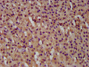 IHC image of CSB-PA010031LA01HU diluted at 1:500 and staining in paraffin-embedded human adrenal gland tissue performed on a Leica BondTM system. After dewaxing and hydration, antigen retrieval was mediated by high pressure in a citrate buffer (pH...