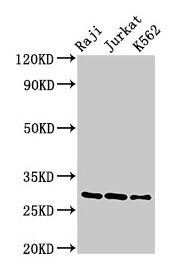 Western Blot Positive WB detected in: Raji whole cell lysate, Jurkat whole cell lysate, K562 whole cell lysate All lanes: Gzma antibody at 3µg/ml Secondary Goat polyclonal to rabbit IgG at 1/50000 dilution Predicted band size: 29 kDa Observed band...