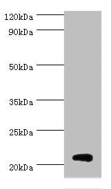 Western blot All lanes: Histone H1.0 antibody at 3ug/ml + Jurkat whole cell lysate Secondary Goat polyclonal to rabbit IgG at 1/10000 dilution Predicted band size: 21, 20 kDa Observed band size: 21 kDa