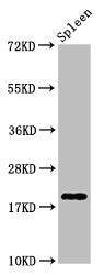 Western Blot Positive WB detected in: Rat spleen tissue All lanes: H1F0 antibody at 0.85µg/ml Secondary Goat polyclonal to rabbit IgG at 1/50000 dilution Predicted band size: 21, 20 kDa Observed band size: 21 kDa