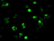 Immunofluorescent analysis of HepG2 cells using CSB-PA010087PA11me1HU at dilution of 1:100 and Alexa Fluor 488-congugated AffiniPure Goat Anti-Rabbit IgG(H+L)