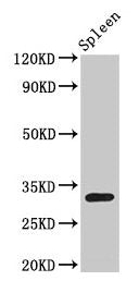 Western Blot Positive WB detected in: Rat spleen tissue All lanes: H1F0 antibody at 1.5µg/ml Secondary Goat polyclonal to rabbit IgG at 1/50000 dilution Predicted band size: 21, 20 kDa Observed band size: 32 kDa