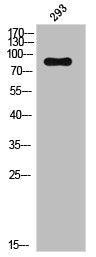 Western Blot analysis of 293 cells using Phospho-CD71 (S24) Polyclonal Antibody