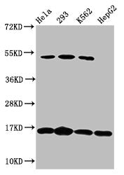 Western Blot Positive WB detected in: Hela whole cell lysate, 293 whole cell lysate, K562 whole cell lysate, HepG2 whole cell lysate All lanes: H2AFX antibody at 1.64µg/ml Secondary Goat polyclonal to rabbit IgG at 1/50000 dilution Predicted band...