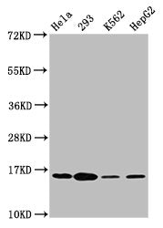 Western Blot Positive WB detected in: Hela whole cell lysate, 293 whole cell lysate, K562 whole cell lysate, HepG2 whole cell lysate All lanes: H2AFX antibody at 1.8µg/ml Secondary Goat polyclonal to rabbit IgG at 1/50000 dilution Predicted band s...