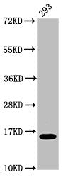 Western Blot Positive WB detected in: 293 whole cell lysate All lanes: H2AFX antibody at 0.12µg/ml Secondary Goat polyclonal to rabbit IgG at 1/50000 dilution Predicted band size: 16 kDa Observed band size: 16 kDa