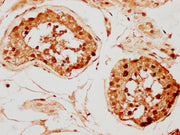 IHC image of CSB-PA010097PA142nphHU diluted at 1:20 and staining in paraffin-embedded human testis tissue performed on a Leica BondTM system. After dewaxing and hydration, antigen retrieval was mediated by high pressure in a citrate buffer (pH 6.0...