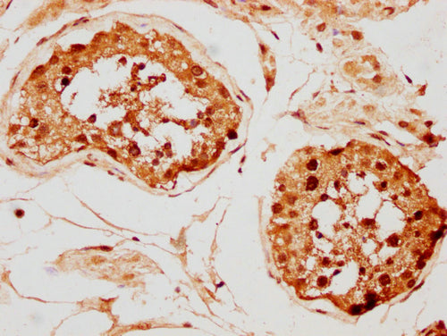 IHC image of CSB-PA010097PA142nphHU diluted at 1:20 and staining in paraffin-embedded human testis tissue performed on a Leica BondTM system. After dewaxing and hydration, antigen retrieval was mediated by high pressure in a citrate buffer (pH 6.0...