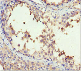 Immunohistochemistry of paraffin-embedded human testis tissue using CSB-PA010098DSR2HU at dilution of 1:100