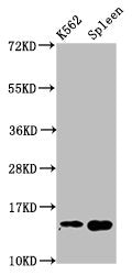 Western Blot Positive WB detected in: K562 whole cell lysate, Mouse spleen tissue All lanes: H2AFZ antibody at 1µg/ml Secondary Goat polyclonal to rabbit IgG at 1/50000 dilution Predicted band size: 14 kDa Observed band size: 14 kDa