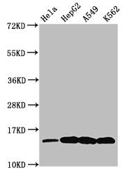 Western Blot Positive WB detected in: Hela whole cell lysate, HepG2 whole cell lysate, A549 whole cell lysate, K562 whole cell lysate (All treated by 30mM sodium butyrate for 4h) All lanes: H2AFZ antibody at 0.48µg/ml Secondary Goat polyclonal to...