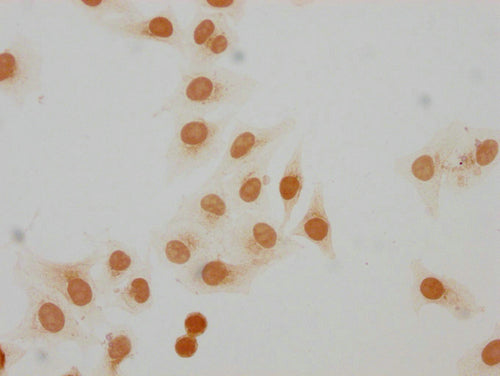 Immunocytochemistry analysis of CSB-PA010100OA07me1HU diluted at 1:20 and staining in Hela cells performed on a Leica BondTM system. The cells were fixed in 4% formaldehyde, permeabilized using 0.2% Triton X-100 and blocked with 10% normal goat se...