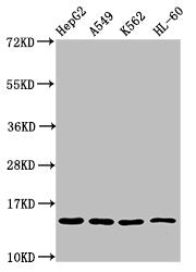 Western Blot Positive WB detected in: HepG2 whole cell lysate, A549 whole cell lysate, K562 whole cell lysate, HL60 whole cell lysate All lanes: H2AFZ antibody at 0.8µg/ml Secondary Goat polyclonal to rabbit IgG at 1/50000 dilution Predicted band...