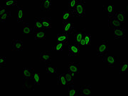Immunofluorescent analysis of Hela cells (sodium butyrate, 30 mM, 4h) using CSB-PA010100PA11acHU at dilution of 1:100 and Alexa Fluor 488-congugated AffiniPure Goat Anti-Rabbit IgG(H+L)