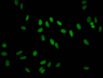 Immunofluorescent analysis of Hela cells using CSB-PA010100PA11nacHU at dilution of 1:100 and Alexa Fluor 488-congugated AffiniPure Goat Anti-Rabbit IgG(H+L)