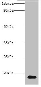 Western blot All lanes: Histone H3.3 antibody at 2ug/ml + Hela whole cell lysate Secondary Goat polyclonal to rabbit IgG at 1/10000 dilution Predicted band size: 15 kDa Observed band size: 15 kDa