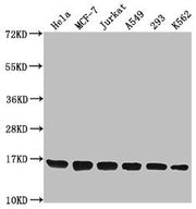 Western Blot Positive WB detected in: Hela whole cell lysate, MCF-7 whole cell lysate, Jurkat whole cell lysate, A549 whole cell lysate, 293 whole cell lysate, K562 whole cell lysate All lanes: H3F3A antibody at 1:1000 Secondary Goat polyclonal to...