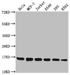 Western Blot Positive WB detected in: Hela whole cell lysate, MCF-7 whole cell lysate, Jurkat whole cell lysate, A549 whole cell lysate, 293 whole cell lysate, K562 whole cell lysate All lanes: H3F3A antibody at 1:1000 Secondary Goat polyclonal to...