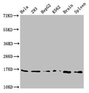 Western Blot Positive WB detected in: Hela whole cell lysate, 293 whole cell lysate, HepG2 whole cell lysate, K562 whole cell lysate, Rat brain tissue, Rat spleen tissue All lanes: H3F3A antibody at 0.73µg/ml Secondary Goat polyclonal to rabbit Ig...