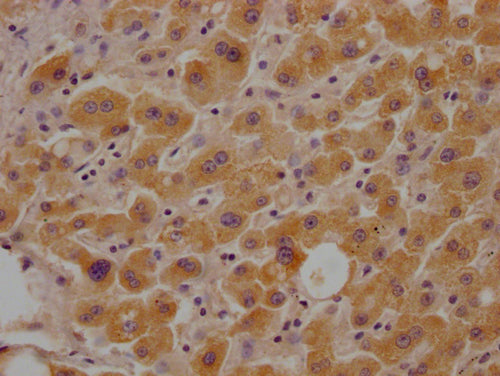 IHC image of CSB-PA010111LA01HU diluted at 1:100 and staining in paraffin-embedded human liver tissue performed on a Leica BondTM system. After dewaxing and hydration, antigen retrieval was mediated by high pressure in a citrate buffer (pH 6.0). S...