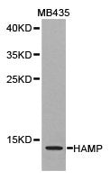 Western blot analysis of extracts of MB435 cell lines, using HAMP antibody.