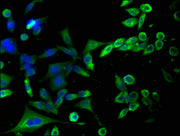 Immunofluorescence staining of SH-SY5Y cells with CSB-PA010129LA01HU at 1:100, counter-stained with DAPI. The cells were fixed in 4% formaldehyde, permeabilized using 0.2% Triton X-100 and blocked in 10% normal Goat Serum. The cells were then incu...