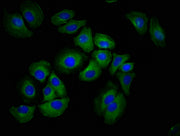 Immunofluorescence staining of A549 cells with CSB-PA010139LA01HU at 1:100, counter-stained with DAPI. The cells were fixed in 4% formaldehyde, permeabilized using 0.2% Triton X-100 and blocked in 10% normal Goat Serum. The cells were then incubat...