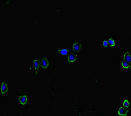 Immunofluorescent analysis of HepG2 cells using CSB-PA010140LA01HU at dilution of 1:100 and Alexa Fluor 488-congugated AffiniPure Goat Anti-Rabbit IgG(H+L)