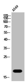 Western Blot analysis of A549 cells using PRDM3 Polyclonal Antibody