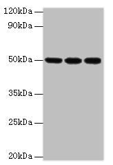 Western blot All lanes: HAT1 antibody at 3µg/ml Lane 1: MCF-7 whole cell lysate Lane 2: 293T whole cell lysate Lane 3: HepG2 whole cell lysate Secondary Goat polyclonal to rabbit at 1/10000 dilution Predicted band size: 50, 40 kDa Observed band si...