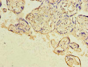 Immunohistochemistry of paraffin-embedded human placenta tissue using CSB-PA010153LA01HU at dilution of 1:100