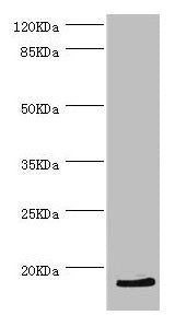 Western blot All lanes: HBZ antibody at 2.56µg/ml + K562 whole cell lysate Secondary Goat polyclonal to rabbit IgG at 1/10000 dilution Predicted band size: 15 kDa Observed band size: 15 kDa