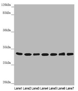 Western blot All lanes: HCCS antibody at 3.54µg/ml Lane 1: Mouse small intestine tissue Lane 2: Mouse heart tissue Lane 3: Mouse skeletal muscle tissue Lane 4: Hela whole cell lysate Lane 5: RAW264.7 whole cell lysate Lane 6: MCF-7 whole cell lysa...