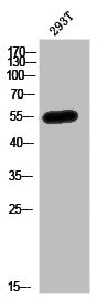 Western Blot analysis of 293T cells using MEF-2C Polyclonal Antibody
