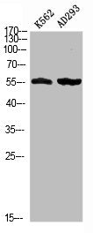 Western blot analysis of K562 AD293 using Phospho-MEF-2D (S444) antibody.