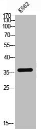 Western blot analysis of K562 lysis using Meis1 antibody.