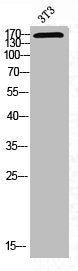 Western Blot analysis of NIH-3T3 cells using Phospho-MEK Kinase-1 (T1402) Polyclonal Antibody