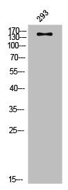 Western Blot analysis of 293 cells using Phospho-ASK 1 (S83) Polyclonal Antibody