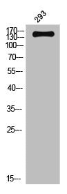 Western Blot analysis of 293 cells using ASK 1 Polyclonal Antibody
