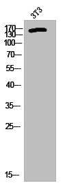 Western Blot analysis of 3T3 cells using Phospho-Met (Y1356) Polyclonal Antibody