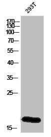 Western Blot analysis of 293T cells using MGST2 Polyclonal Antibody