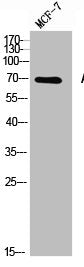 Western Blot analysis of MCF7 cells using AChE Polyclonal Antibody