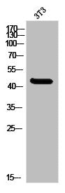 Western Blot analysis of 3T3 cells using MNDA Polyclonal Antibody