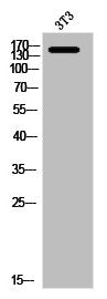 Western Blot analysis of 3T3 cells using CD206 Polyclonal Antibody