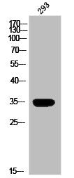 Western Blot analysis of 293 cells using Olfactory receptor 13G1 Polyclonal Antibody