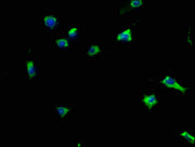 Immunofluorescence staining of SH-SY5Y cells with CSB-PA010231HA01HU at 1:133, counter-stained with DAPI. The cells were fixed in 4% formaldehyde, permeabilized using 0.2% Triton X-100 and blocked in 10% normal Goat Serum. The cells were then incu...