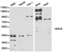 Western blot analysis of extracts of various cell lines, using HDAC9 antibody.